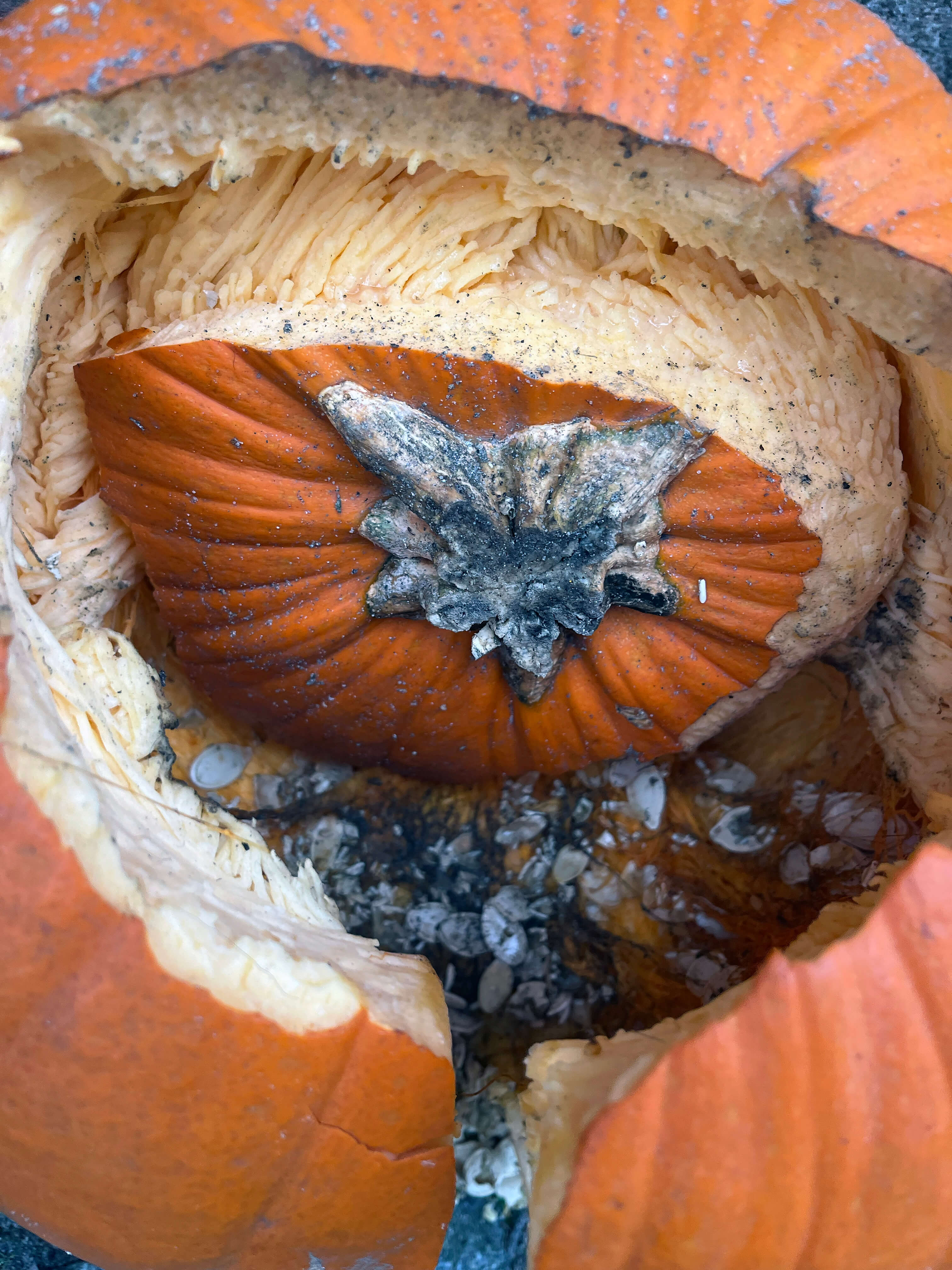 Katharina Ya, Visual Essay 'DER ER IKKE VALG'