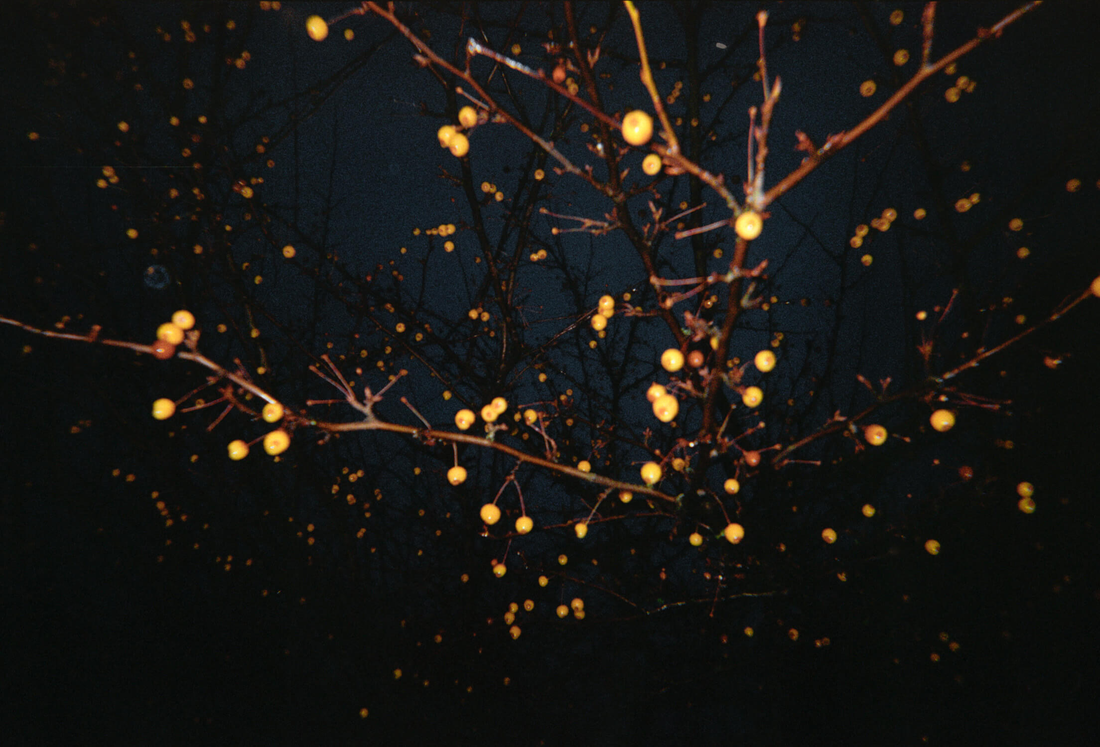 Katharina Ya, Aarhus Films