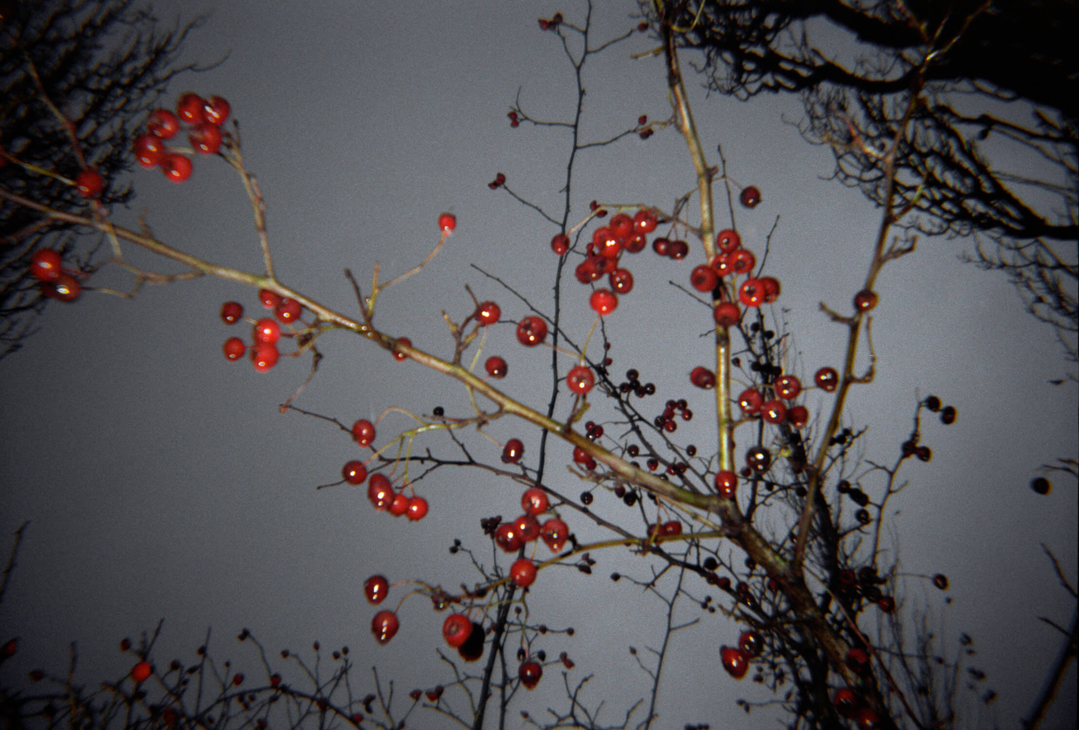 Katharina Ya, Aarhus Films