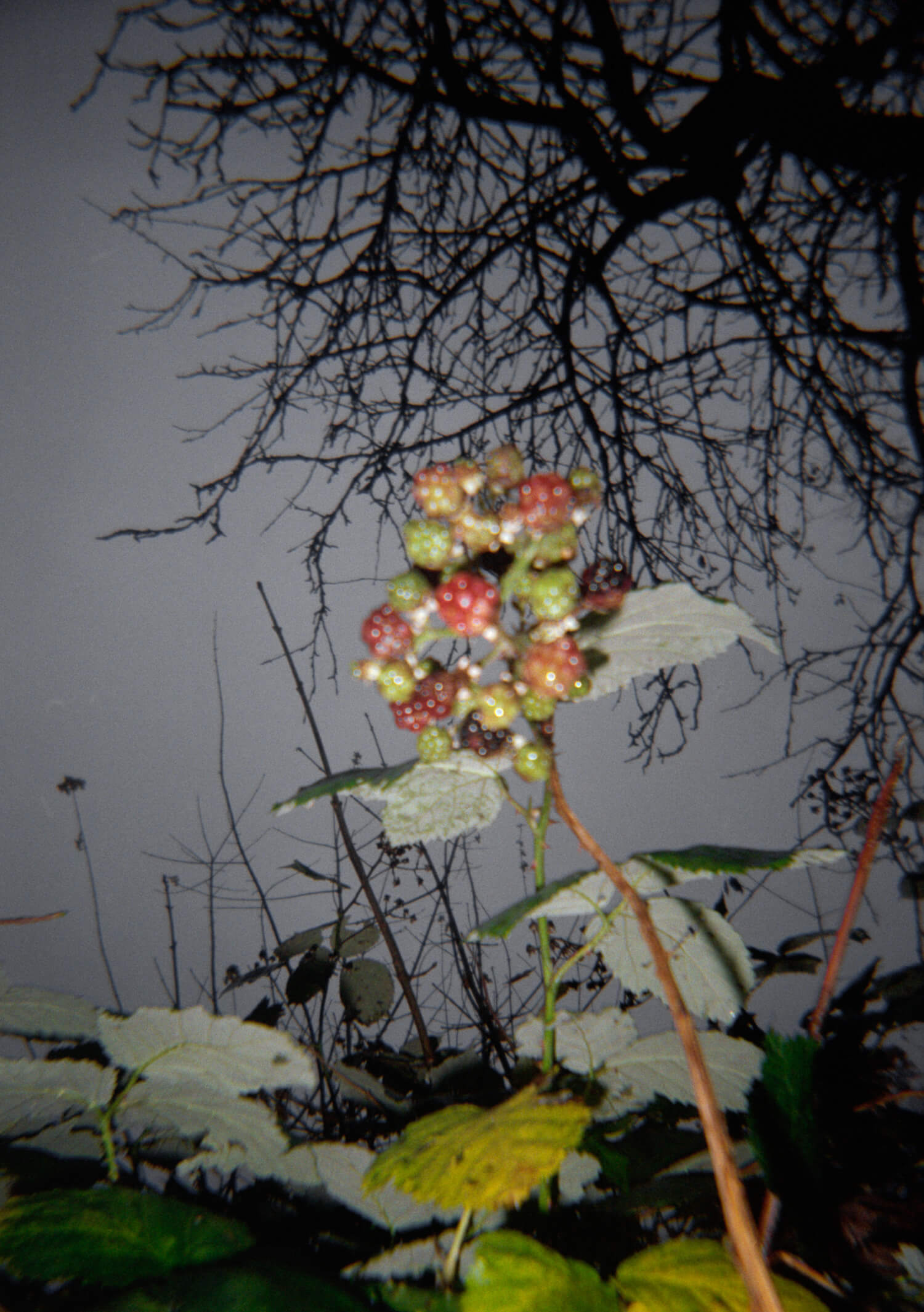 Katharina Ya, Aarhus Films