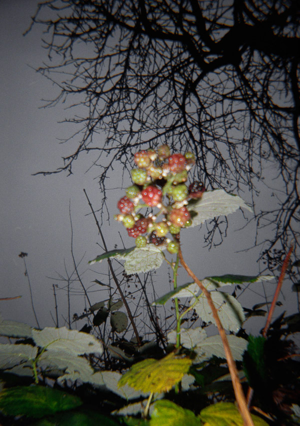 Katharina Ya, Aarhus Films